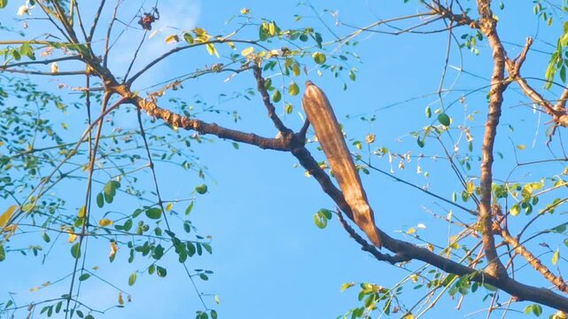 Moringa tree seeds and green tree top with blue sky tropical background.