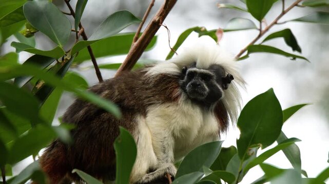 Cotton-Top Tamarin Monkey Perched on a Tree Branch in Tropical Rainforest