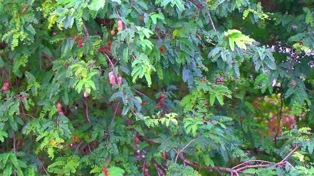 Tamarind tree with brown fruits and green leaves in Thailand.