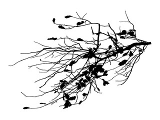 Fototapeta premium Black and white image of natural large old oak tree branch with leaves on white background
