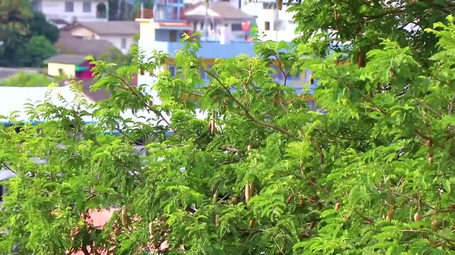 Tamarind tree with brown fruits and green leaves in Thailand.