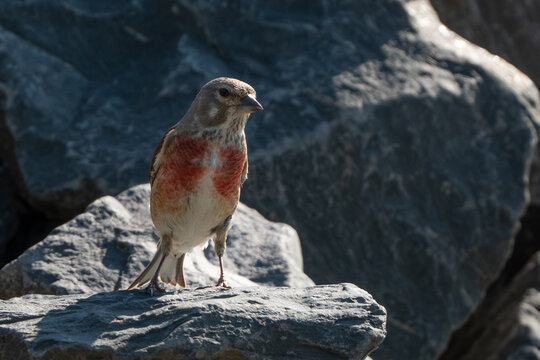a common linnet (Linaria cannabina)