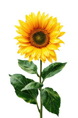 Obraz premium Vibrant sunflower with radiant yellow petals and dark green leaves on black