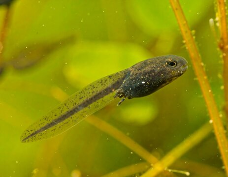 Close-up of a tadpole swimming in murky water, surrounded by aquatic plants