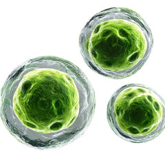 Three shiny, green cells with transparent membrane