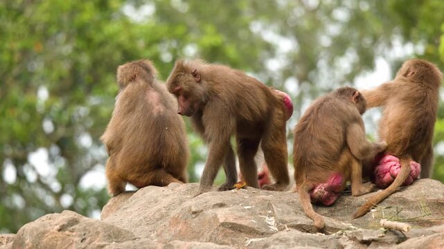 Hamadryas Baboons Socializing and Grooming on a Rocky Outcrop
