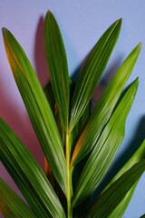 Obraz premium Green palm leaves with spiritual lighting for Palm Sunday and Holy Week celebrations, religious event background for social media branding and church community use