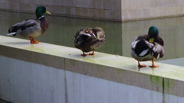 These are ducks by the pond in the park.공원 연못가의 오리들입니다.