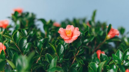 Pink Camellia Flowers Blooming on a Green Bush in an Outdoor Garden Setting for Nature Conservation and Seasonal Park Management Brochures with Copy Space