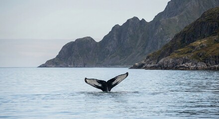 Obraz premium Majestic Whale Tail Surfaces in Calm Ocean Waters Against Rugged Mountain Backdrop Serene Wildlife Encounter in Natural Habitat