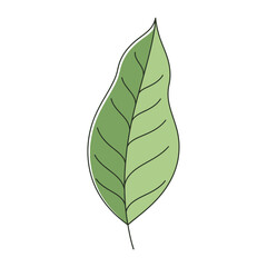 Obraz premium A Simple Green Leaf with Detailed Veins and Outline.