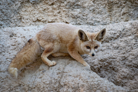 Fennec Fox on the rocks
