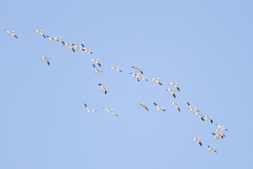 Fototapeta premium A view of a migrating flock of Snow Geese flying overhead in the blue sky in The Bosque del Apache National Wildlife Refuge, New Mexico.