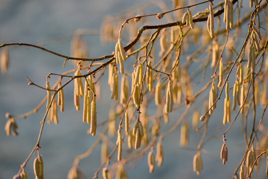 Chatons jaunes d'un noisetier commun (Corylus avellana), sur fond bleu d'un champ givr&eacute;, par temps ensoleill&eacute;