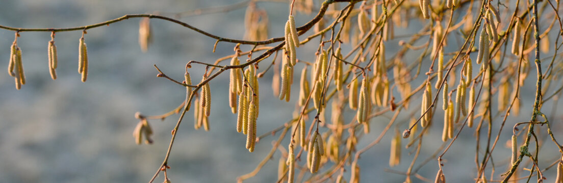 Chatons jaunes d'un noisetier commun (Corylus avellana), sur fond bleu d'un champ givr&eacute;, par temps ensoleill&eacute;, format banni&egrave;re panoramique