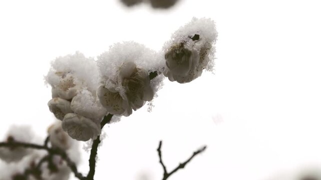 Tokyo,Japan - February 7, 2026: Snow-coveree White Ume blossoms or plum blossoms or Japanese apricot blossoms
