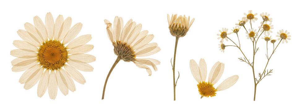 Pressed minimalist daisies and cores sticker Set.