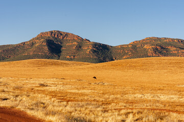 Wilpena Pound in Flinders Ranges, South Ausralia