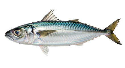 Fresh mackerel fish detail view close up,reflective silver body with blue stripes isolated on transparent background