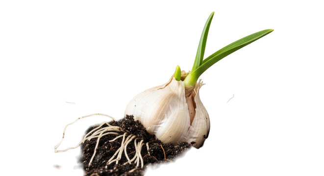 Germinating garlic bulb with roots and green shoots isolated on transparent background