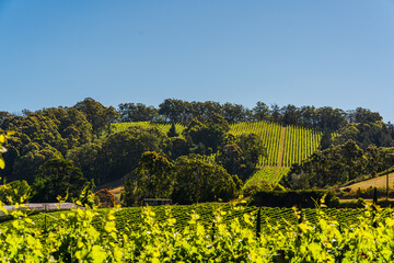 South Australian Vineyard 