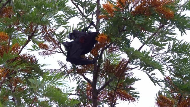 Close up shot of a black flying fox (Pteropus alecto) hanging upside down in a silky oak tree, actively feeding on the nectar of the flowers.