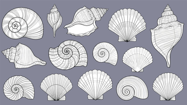 Monochrome collection of assorted sea shells in a classic vintage engraving style, featuring various conch and snail shell illustrations.