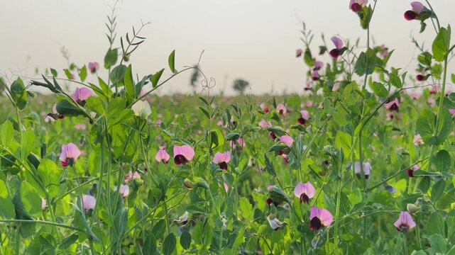 Close-up view of Blue podded capucijner pea plants with green leaves, curling tendrils, and pink, white, and deep maroon flowers standing against a softly blurred rural background in daylight.
