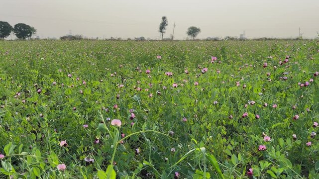 Static wide view of a flowering pea field with dense green foliage and scattered pink, white, and maroon blossoms, extending toward the horizon under soft daylight.