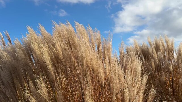 Miscanthus sinensis silver grass against sky.