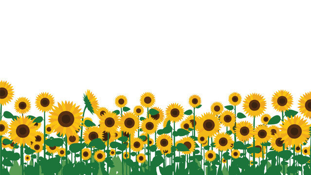 Beautiful summer landscape border with a field of blooming yellow sunflowers under a clear white sky, providing ample copy space.
