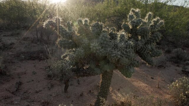 Jumping cholla cactus shown in a tilt up shot moving from ground level along stem segments to a tree like crown, backlit by a low sun with visible sun star and red lens flare.