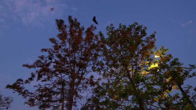 A swarm of flying foxes, roosting and feeding on native flowers, pollen, and fruit at dusk, wildlife activity spotted in South Brisbane.