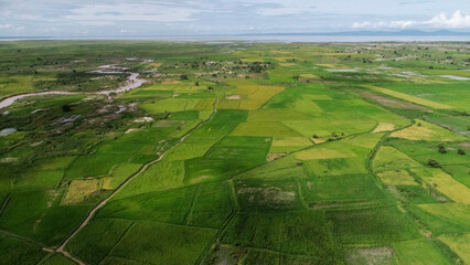 Vibrant Agricultural Pattern of Rice Plantations from Bird's Eye View