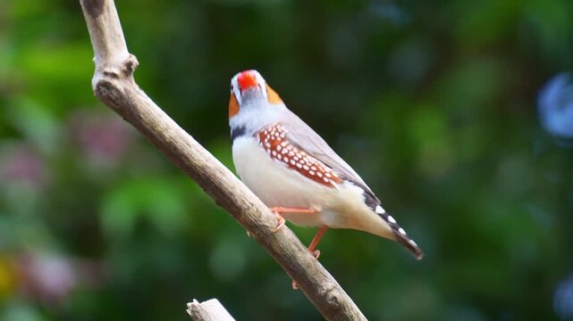 A male zebra finch (Taeniopygia guttata) with distinctive orange cheek patches, perched on a branch in a natural setting and curiously looking around the surroundings, close up shot.