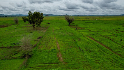 Vibrant Agricultural Pattern of Rice Plantations from Bird's Eye View