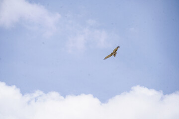 Large Hawk in Flight Against a Vivid Blue Background