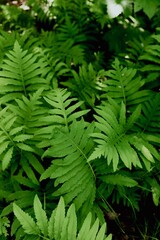 Fototapeta premium Ferns growing in forest in midwest