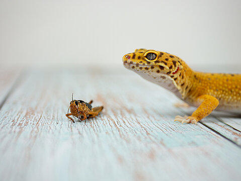 Leopard gecko with distinctive yellow