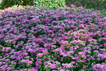 Fototapeta premium Pink Dianthus flower blooming on field