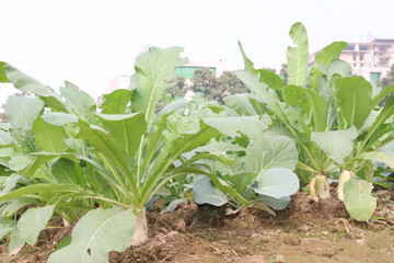 Radishes plant on farm for harvest are cash crops