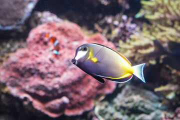 Obraz premium Colorful Reef Tang Fish Swimming at the Monterey Bay Aquarium