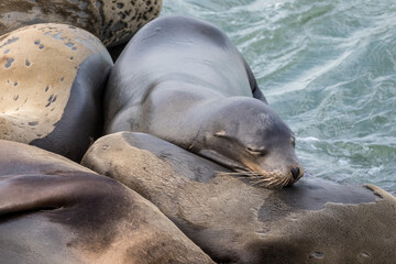 Fototapeta premium Sea Lions Resting On Rocks By The Shore In A Calm Coastal Scene