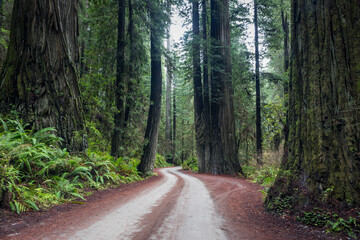 Serene Forest Path Through Ancient Trees With Mossy Trunks and F