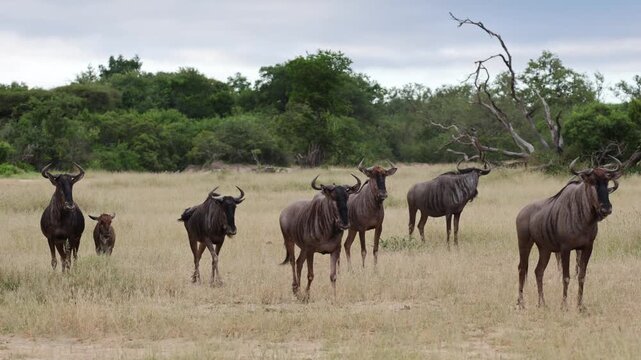  a herd of blue wildebeest alarming, snorting for a predator