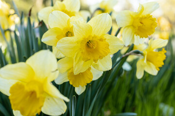 Obraz premium Spring garden with yellow daffodils nature background for design