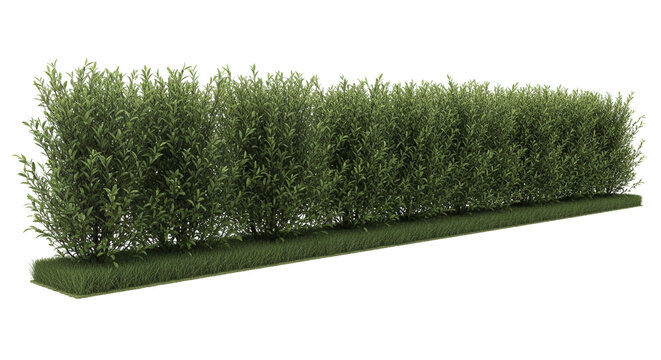 Green hedge privacy fence landscaping garden border green wall shrubs foliage for professional yard design and commercial landscaping projects providing a natural boundary.