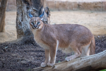 Caracal wild cat from Africa