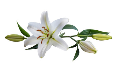 Fototapeta premium White lily flower with green leaves plant isolated on a transparent background