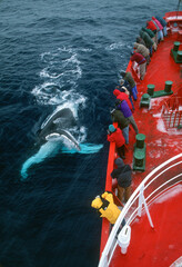 Humpback whale, Megaptera novaeangliae playing with the ship Disko off South Orkneys, near Antarctica © Çağan Şekercioğlu